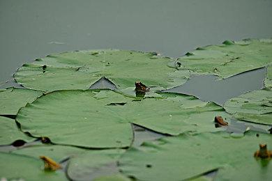 激情大乱斗 《WWE 2K23》“战争游戏”模式实机演示